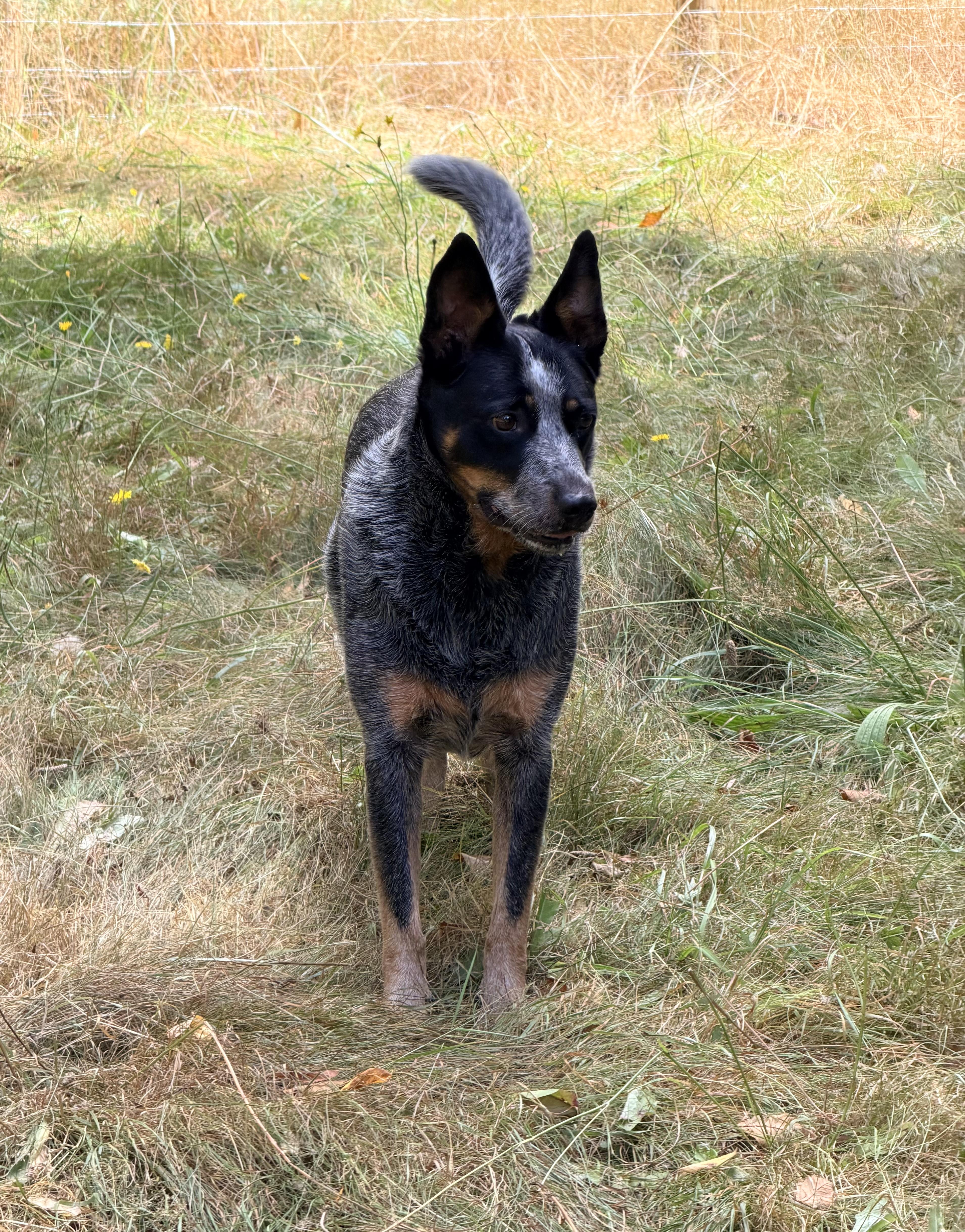 DAISY JAYNE, an adoptable mixed breed in Graham, WA image 4/4