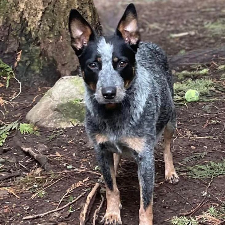 DAISY JAYNE, an adoptable mixed breed in Graham, WA image 2/6