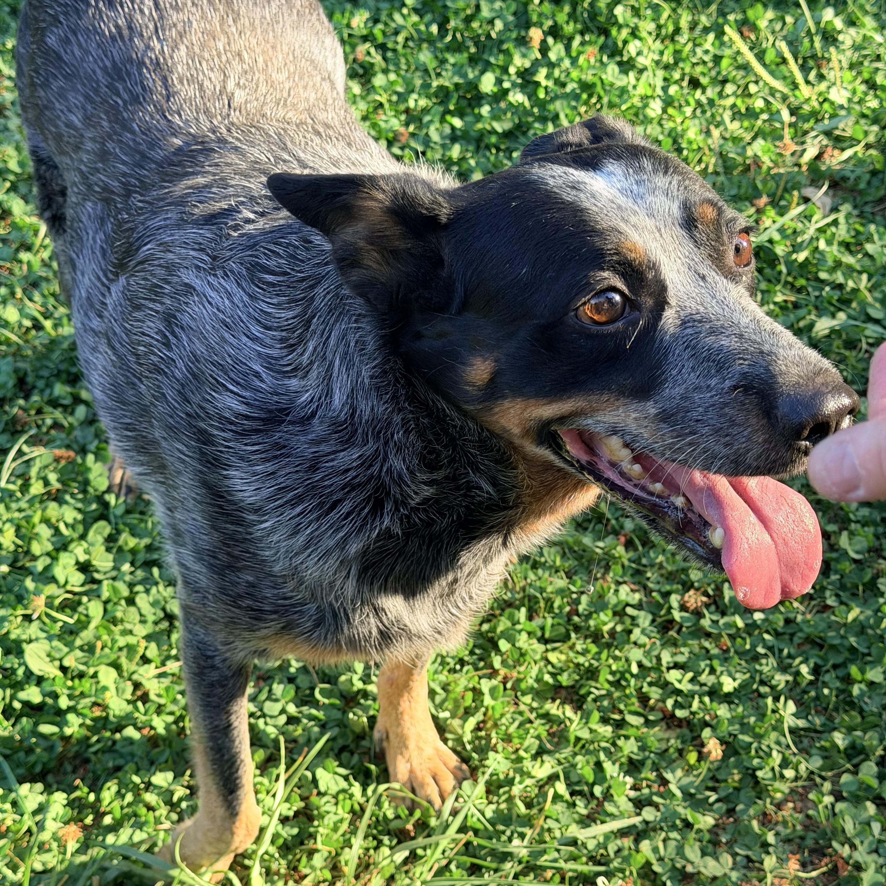 DAISY JAYNE, an adoptable mixed breed in Graham, WA image 2/4