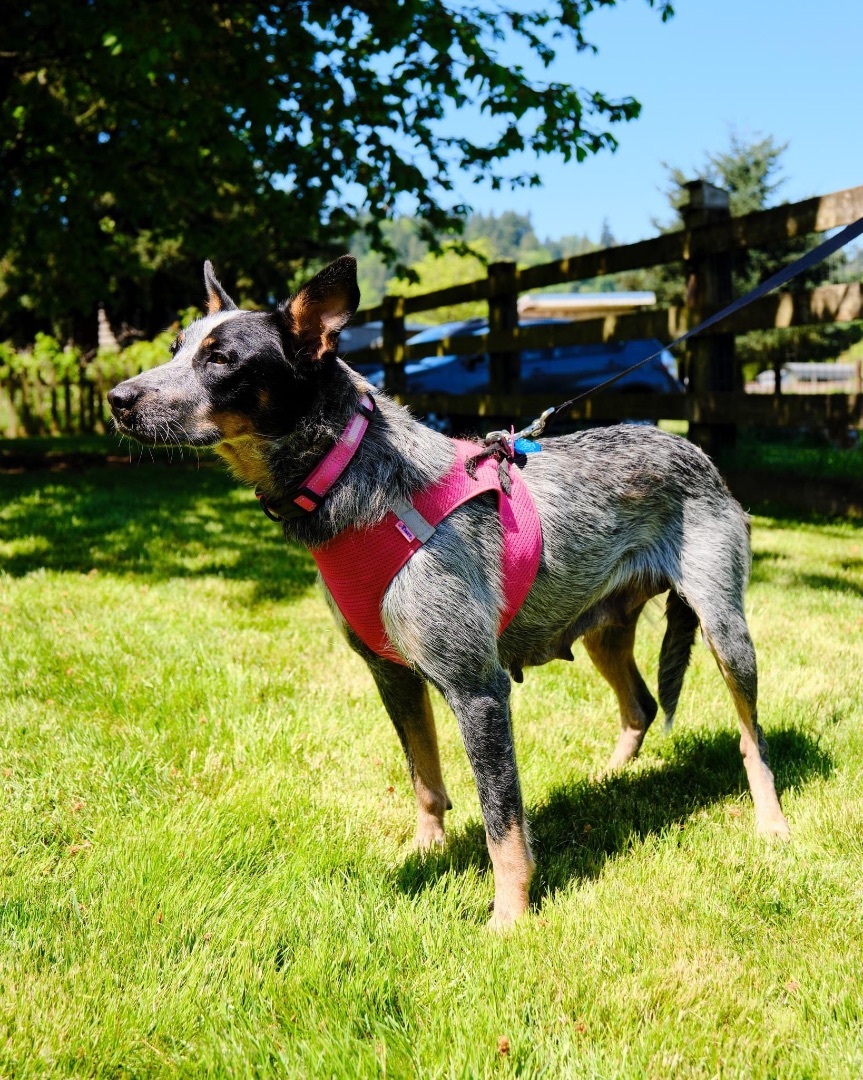 DAISY JAYNE, an adoptable mixed breed in Graham, WA image 3/6