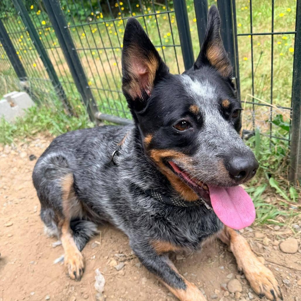 DAISY JAYNE, an adoptable mixed breed in Graham, WA image 6/6
