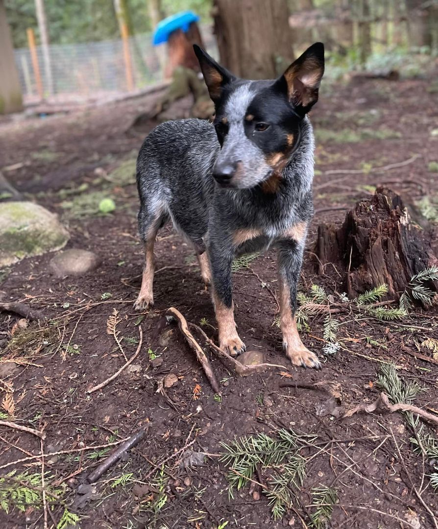 DAISY JAYNE, an adoptable mixed breed in Graham, WA image 4/6