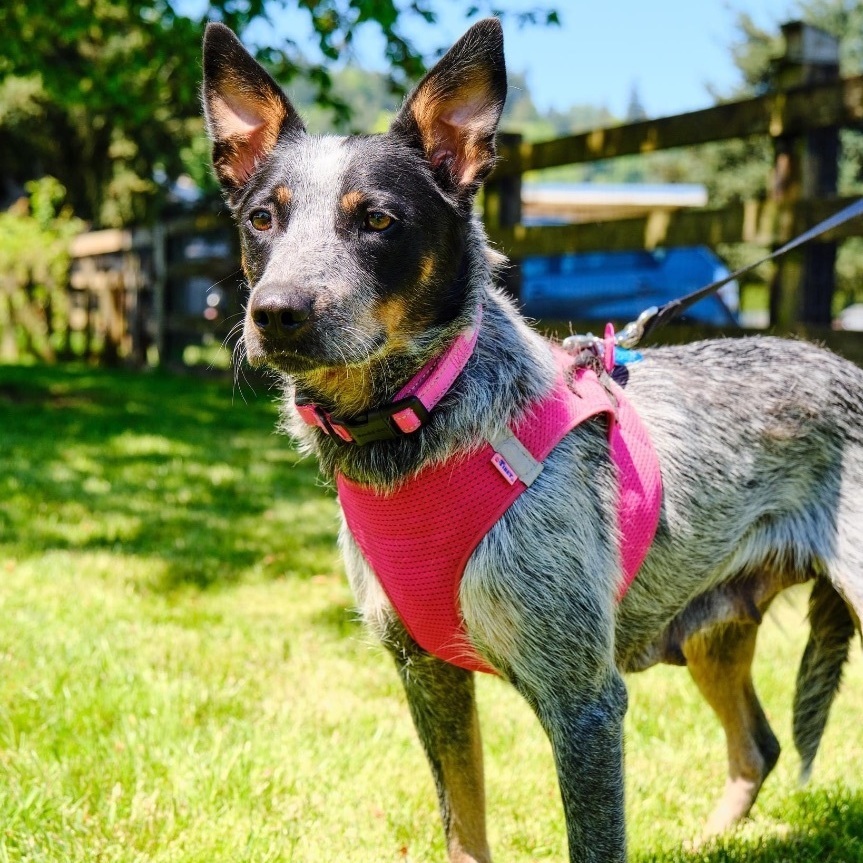 DAISY JAYNE, an adoptable mixed breed in Graham, WA image 1/6