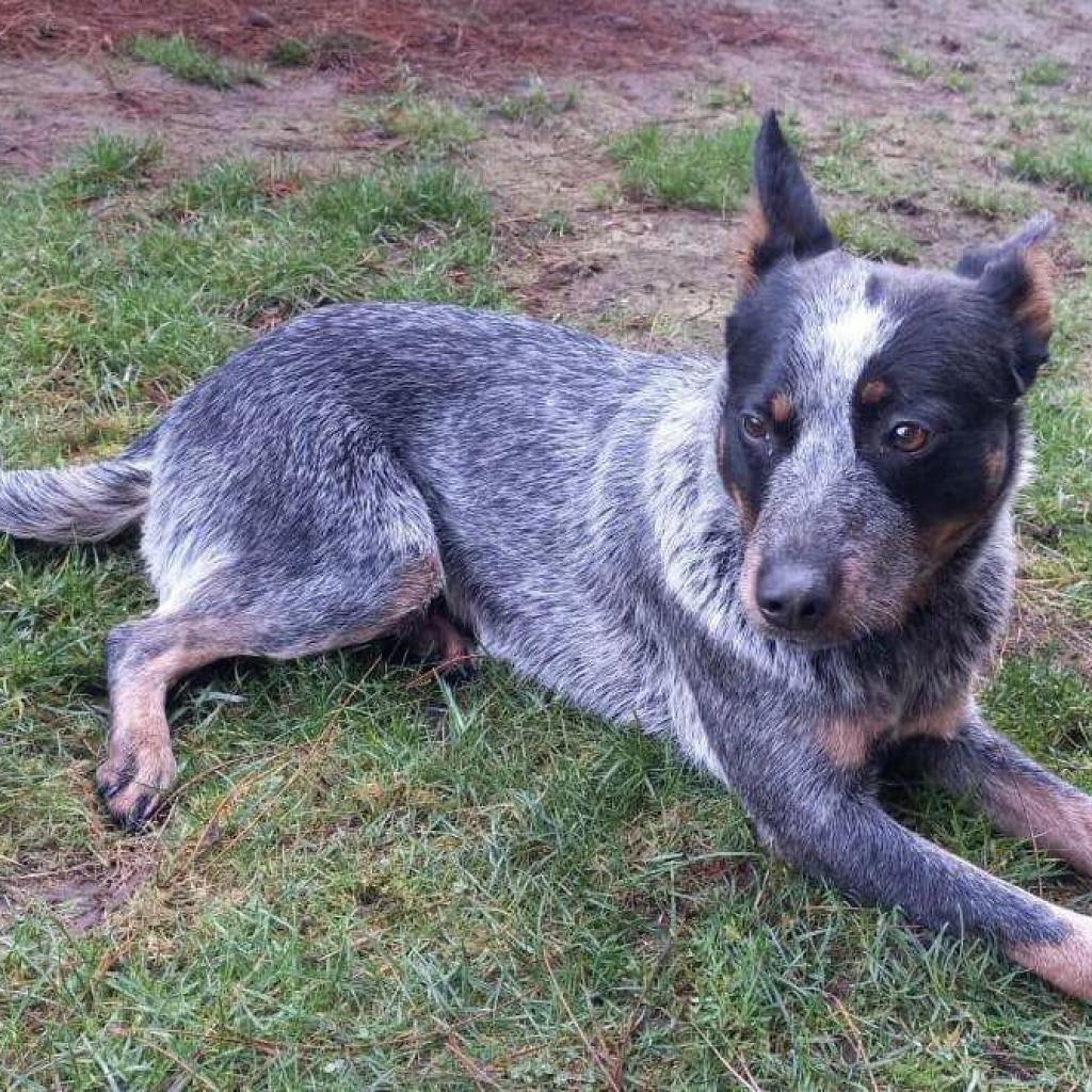DAISY JAYNE, an adoptable mixed breed in Graham, WA image 5/6