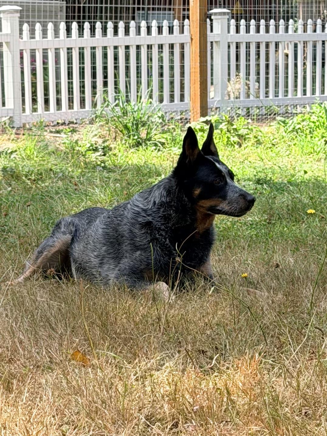 DAISY JAYNE, an adoptable mixed breed in Graham, WA image 3/4