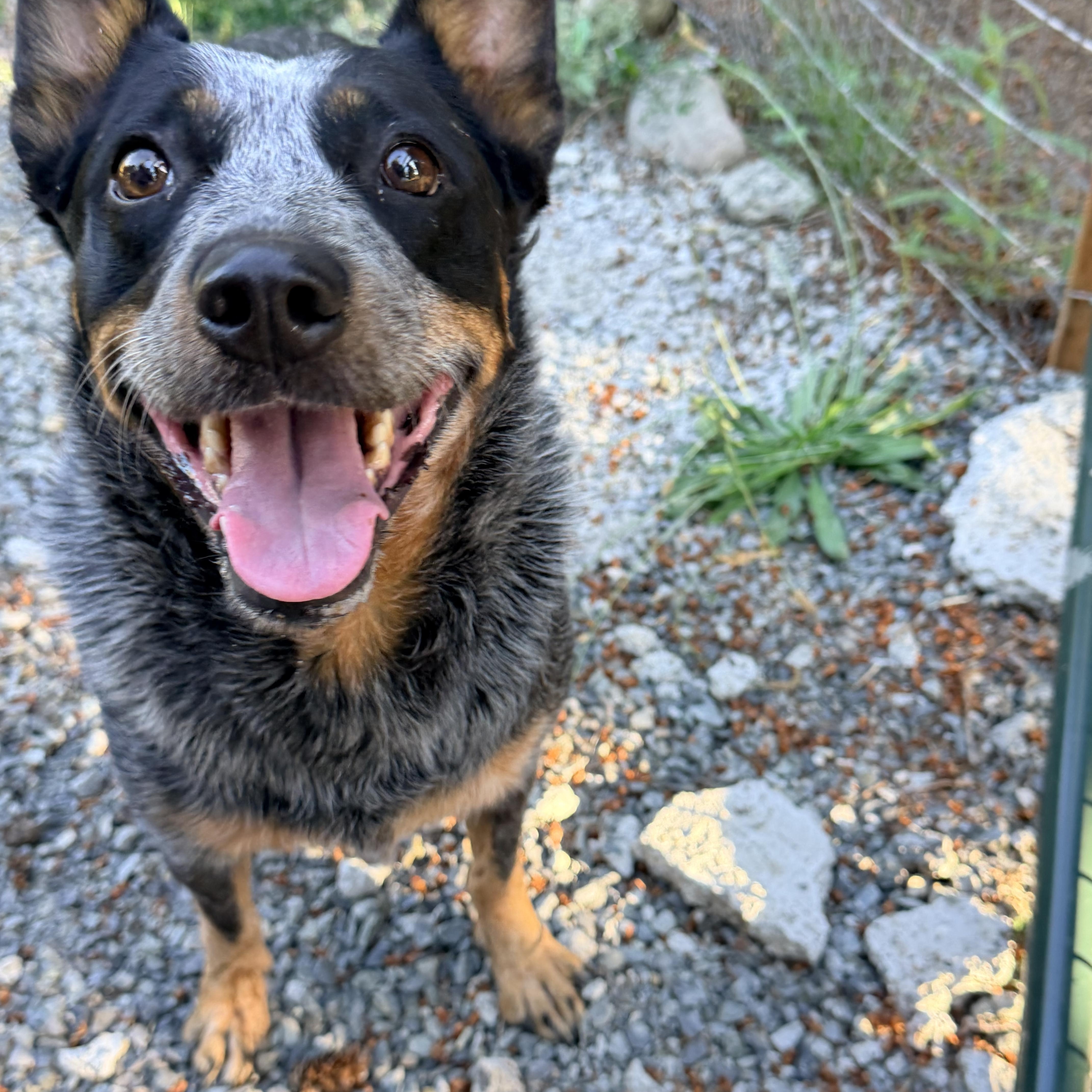 DAISY JAYNE, adoptable, Adult Female Australian Cattle Dog / Blue Heeler.