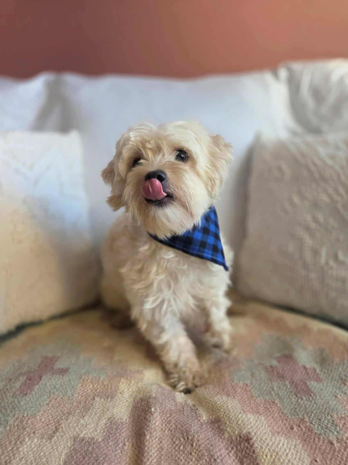 Jimmy