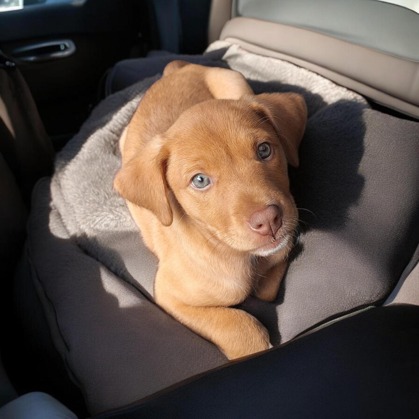 Enlarge Baby, an adopted mixed breed in Mobile, AL image 2/5
