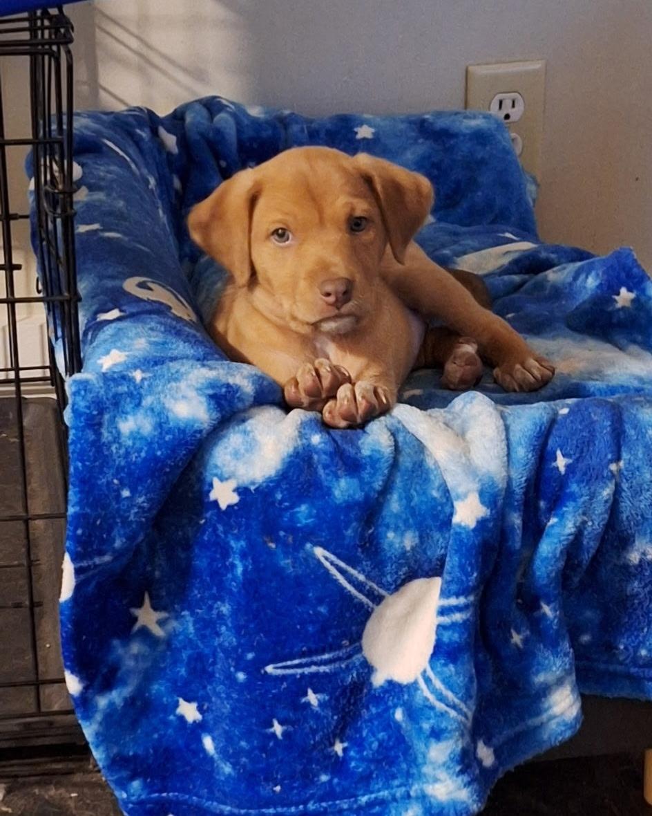 Enlarge Baby, an adopted mixed breed in Mobile, AL image 4/5