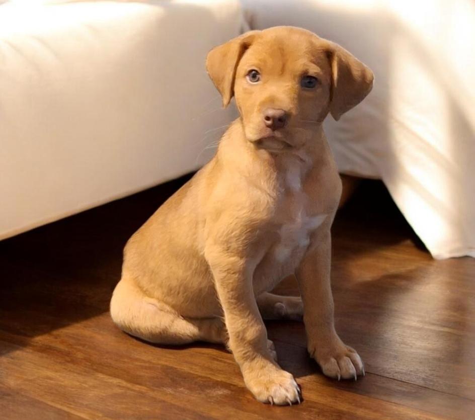 Enlarge Baby, an adopted mixed breed in Mobile, AL image 1/5