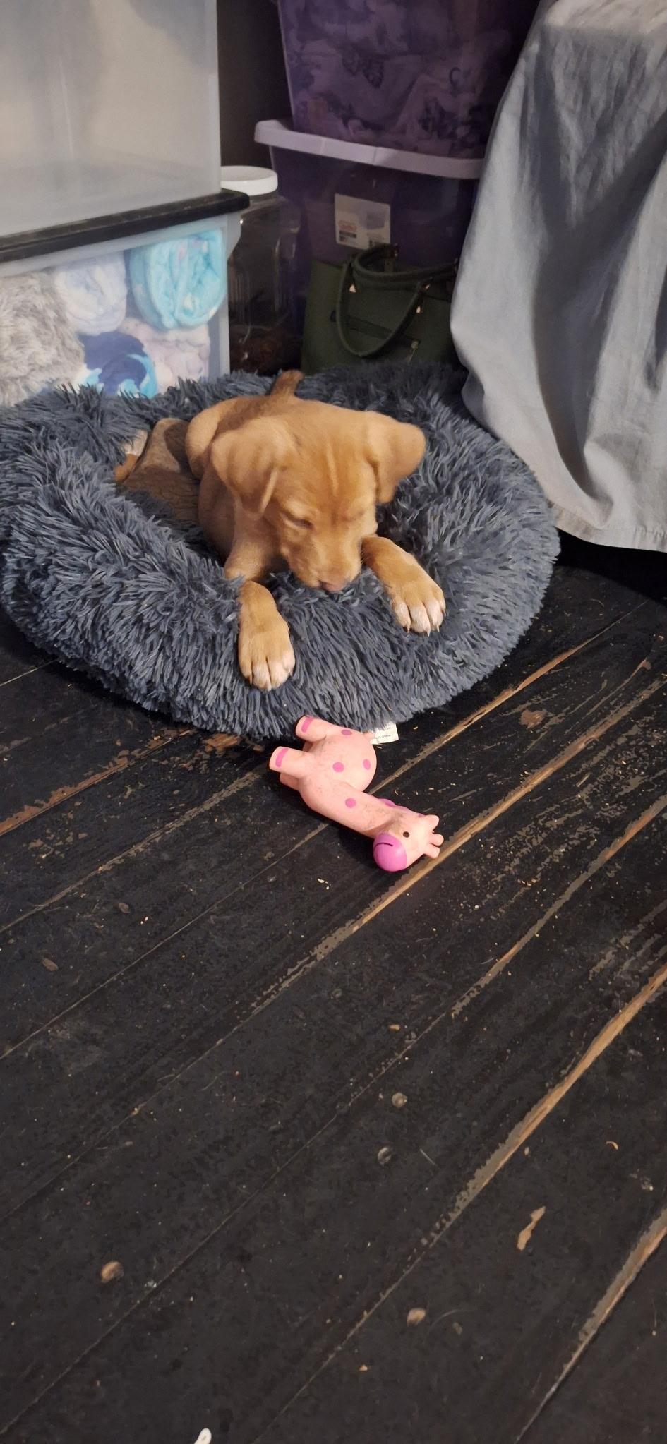 Enlarge Baby, an adopted mixed breed in Mobile, AL image 5/5