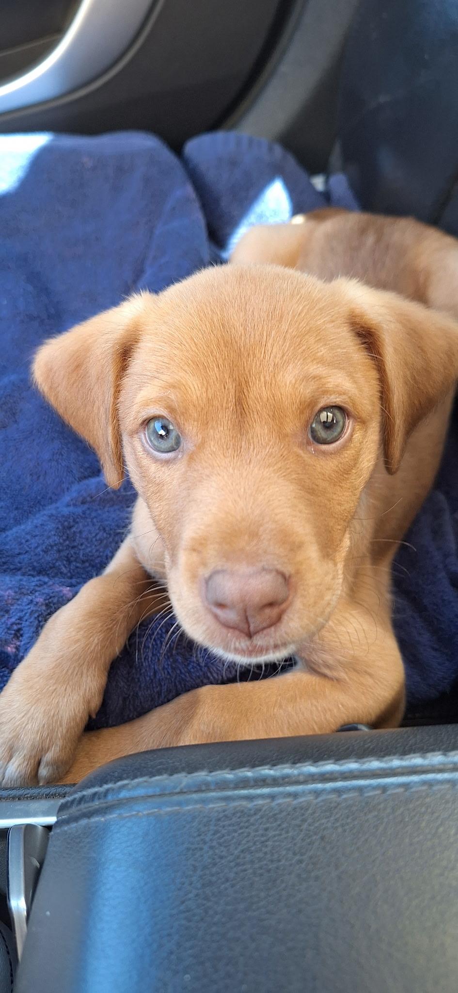 Enlarge Baby, an adopted mixed breed in Mobile, AL image 3/5