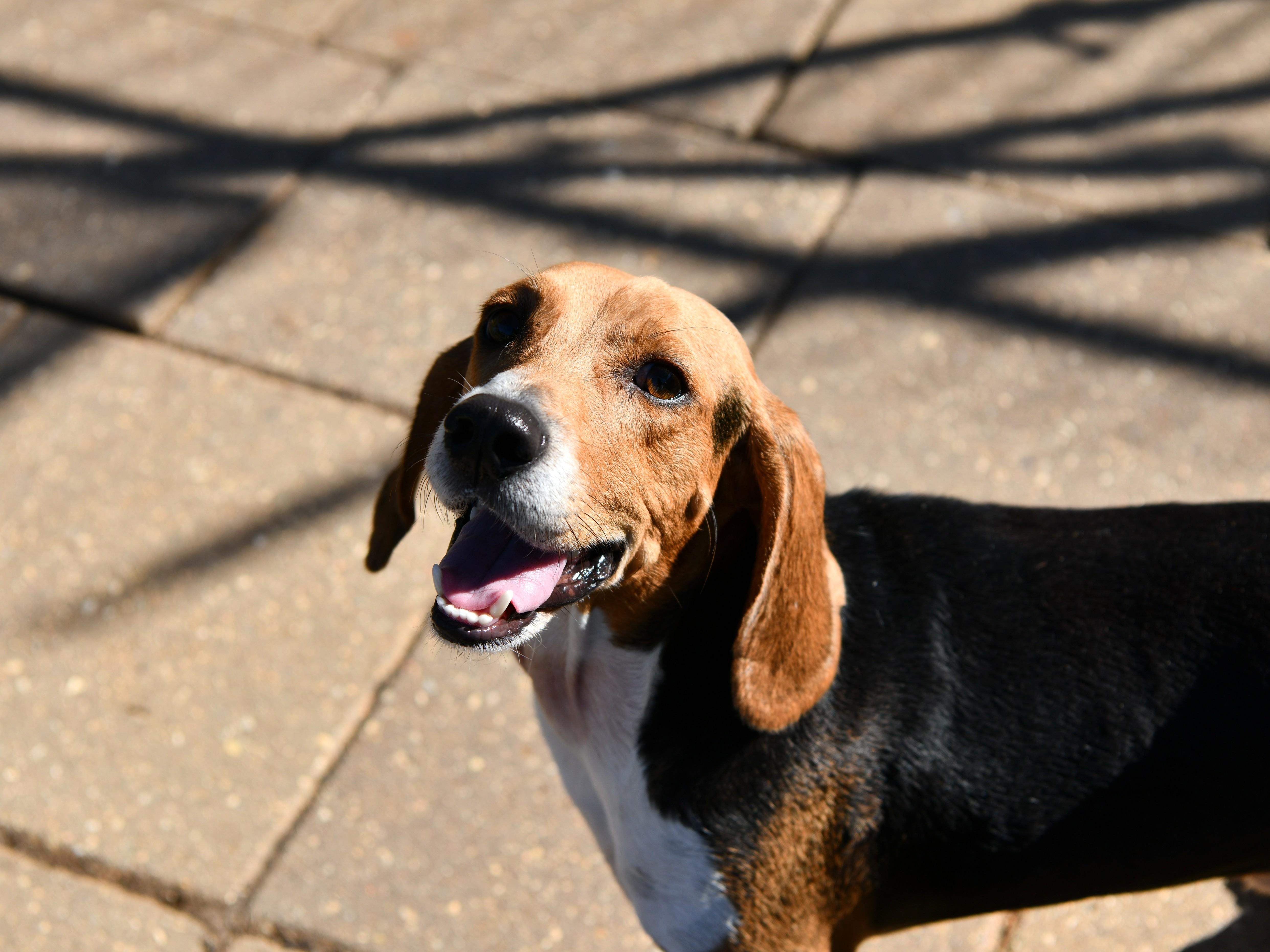 Enlarge Ranger, a Adoptable Beagle in Fairhope, AL image 3/4