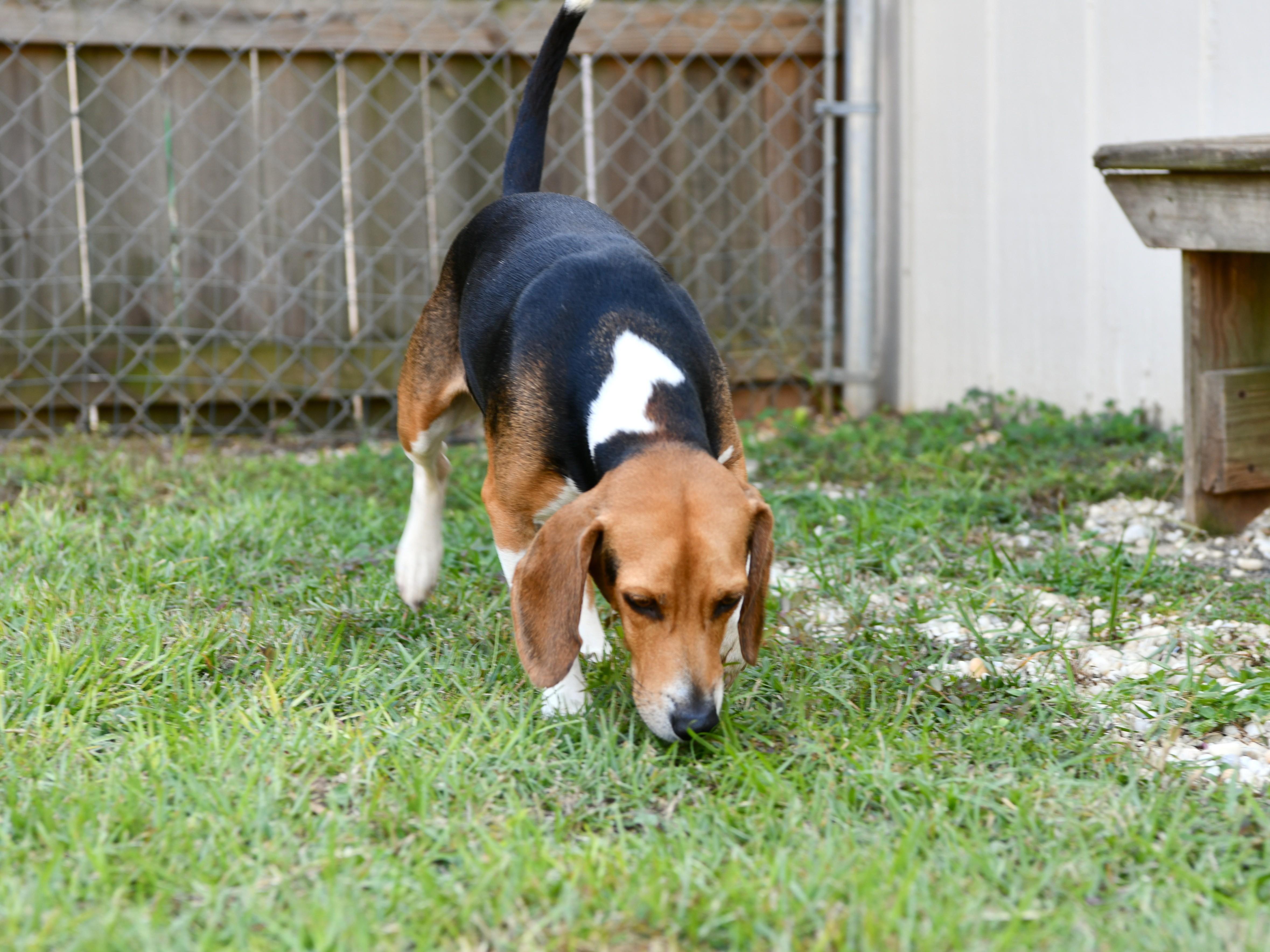 Enlarge Ranger, a Adoptable Beagle in Fairhope, AL image 4/4