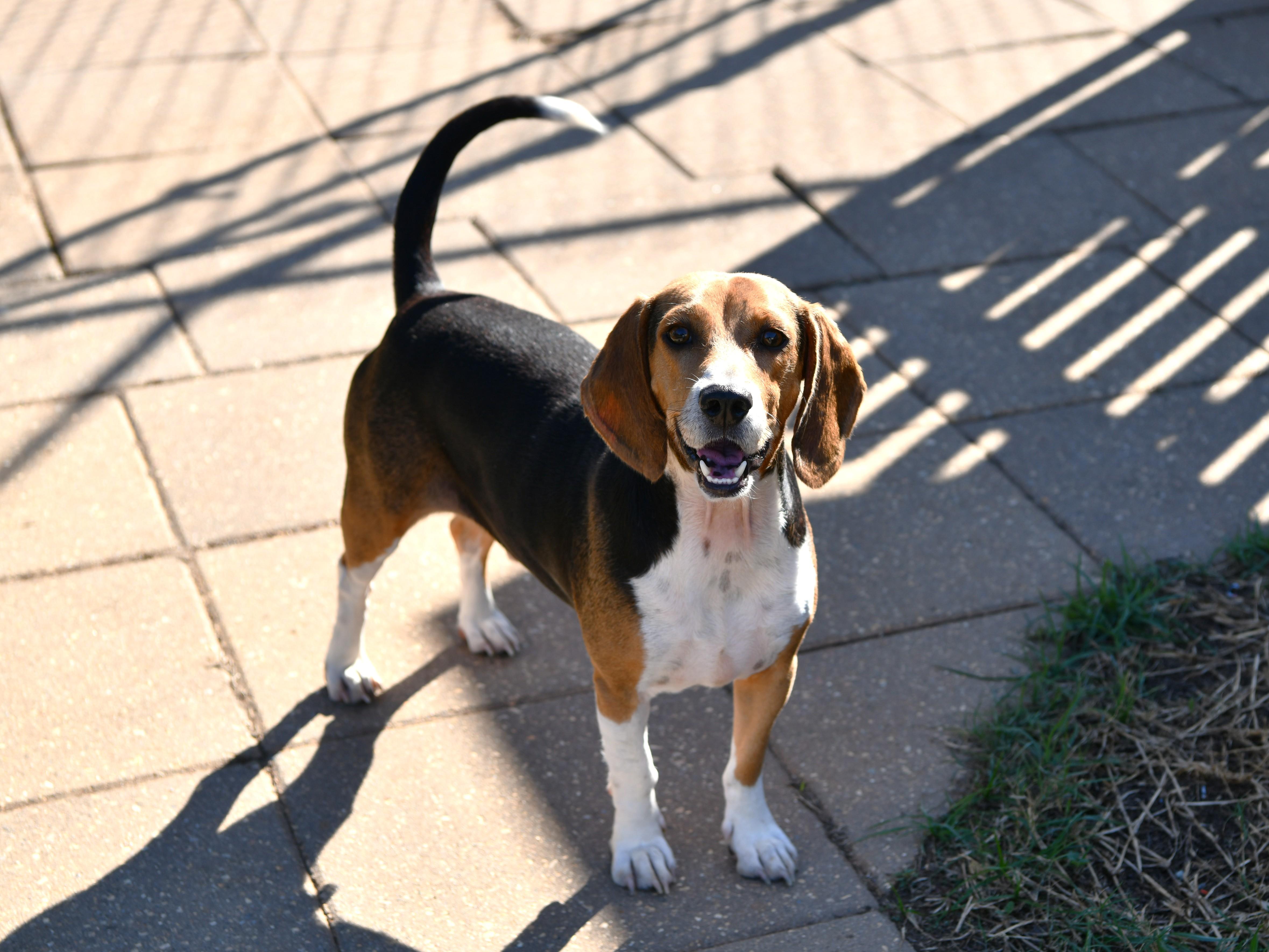 Ranger, Adoptable, Young Male Beagle.