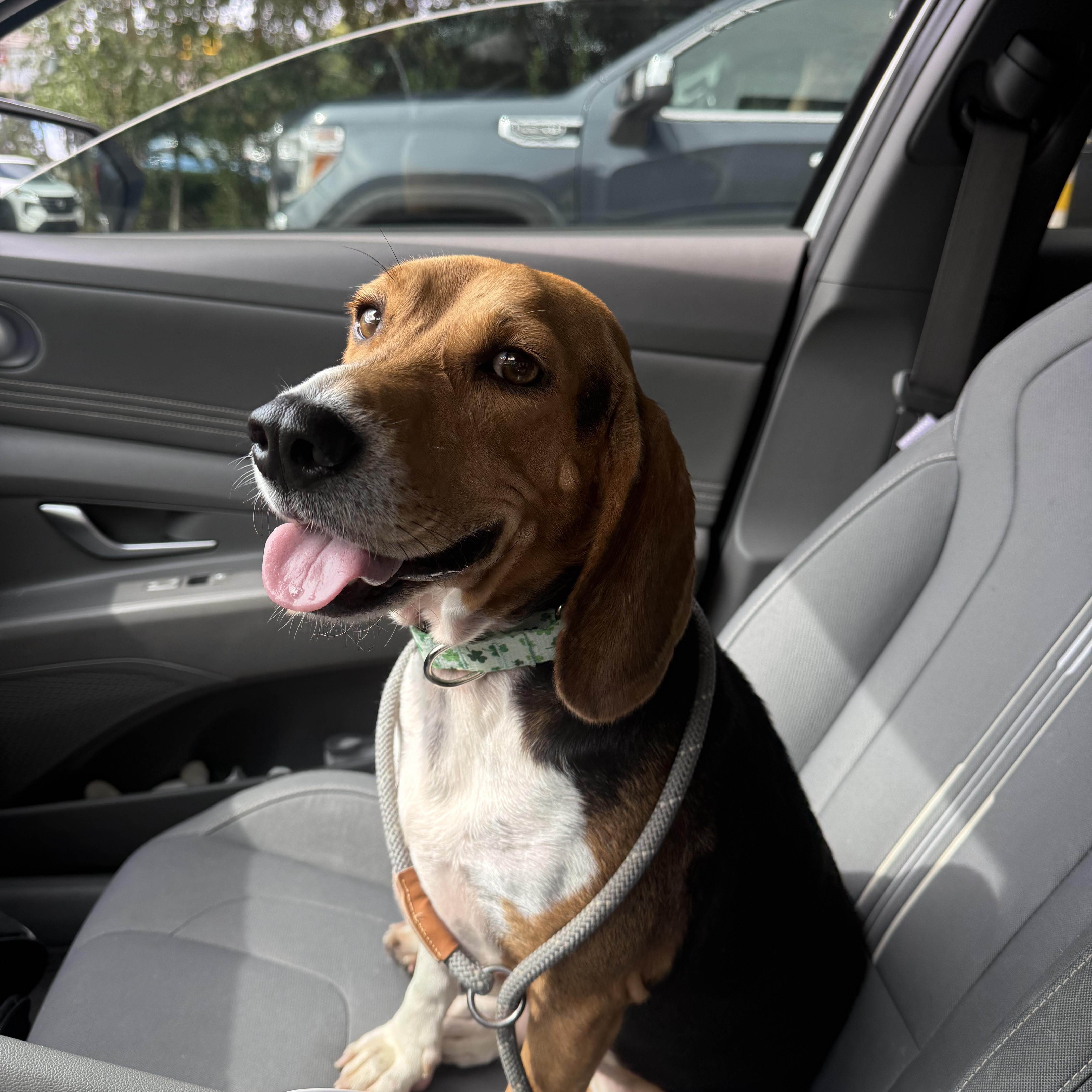 Enlarge Ranger, a Adoptable Beagle in Fairhope, AL image 2/4