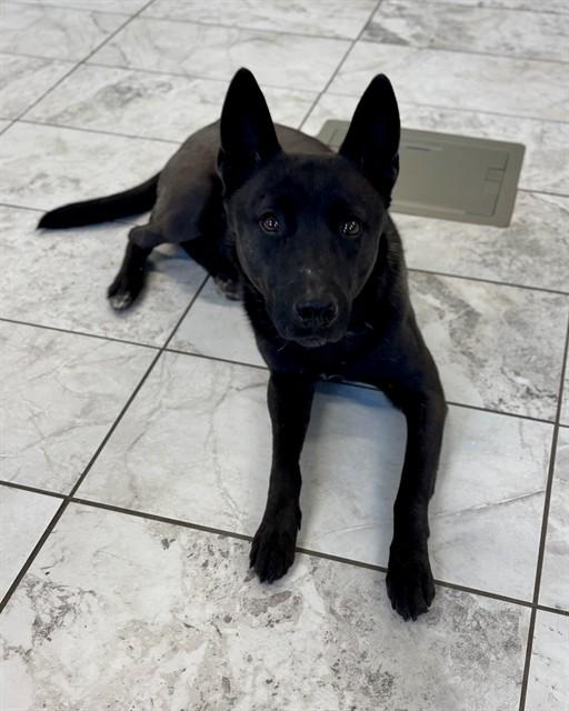TRAPPER, Adoptable, Adult Male Belgian Shepherd / Malinois.