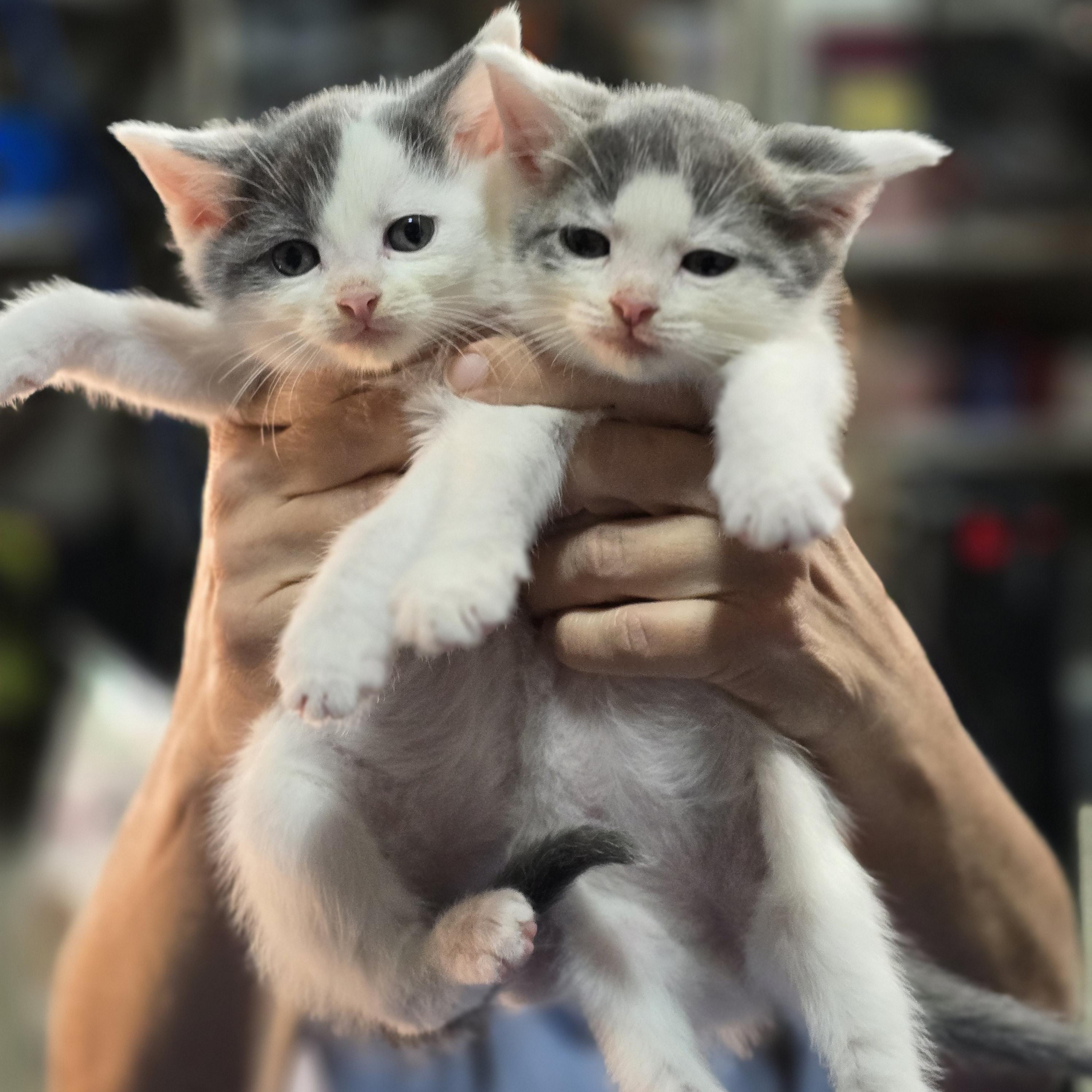 Midge, Tabitha, Noelle, Nina, Nicholas, Matthew, Adoptable, Kitten Male Domestic Short Hair.