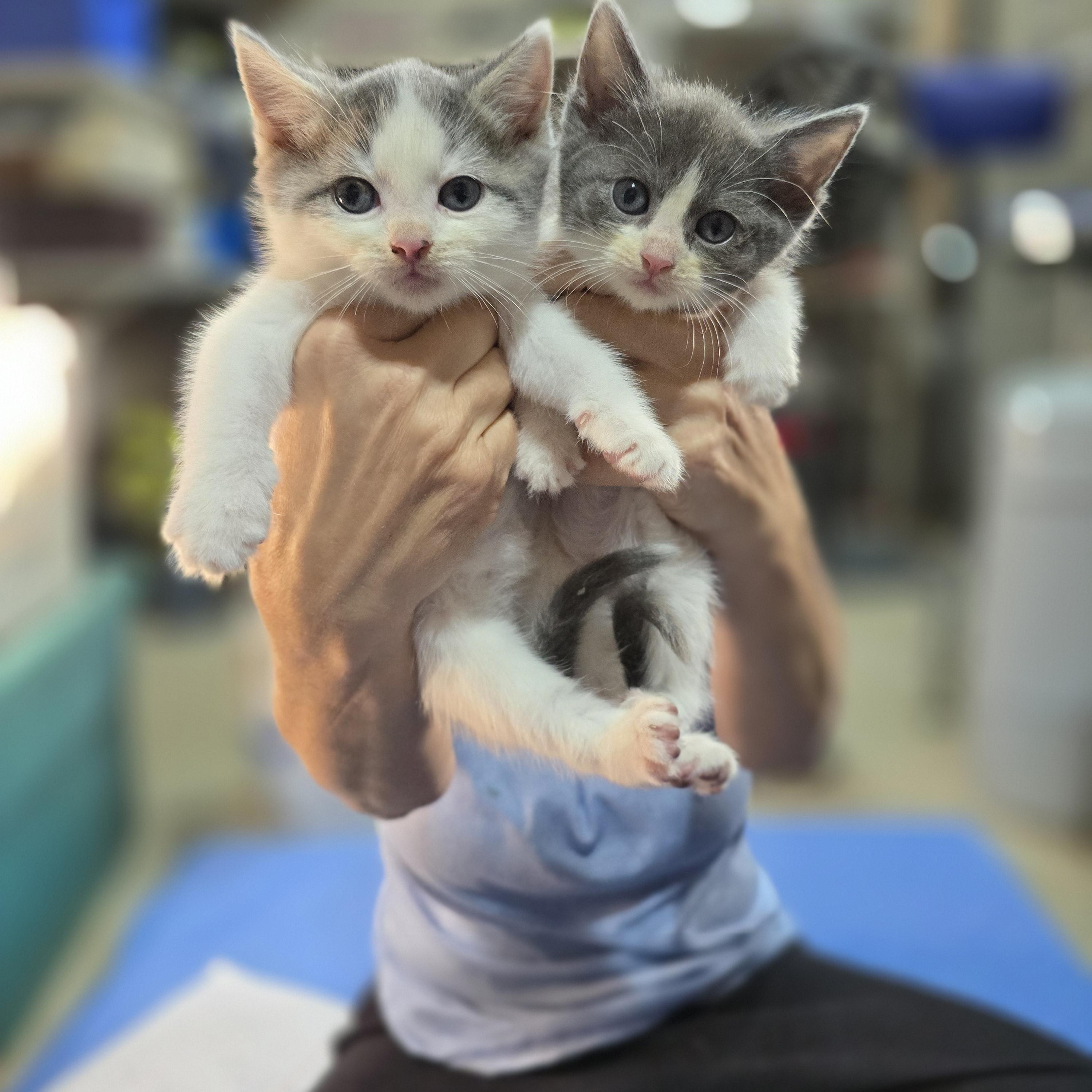 Enlarge Midge, Tabitha, Noelle, Nina, Nicholas, Matthew, a Adoptable Domestic Short Hair in Woodbridge, NJ image 3/3