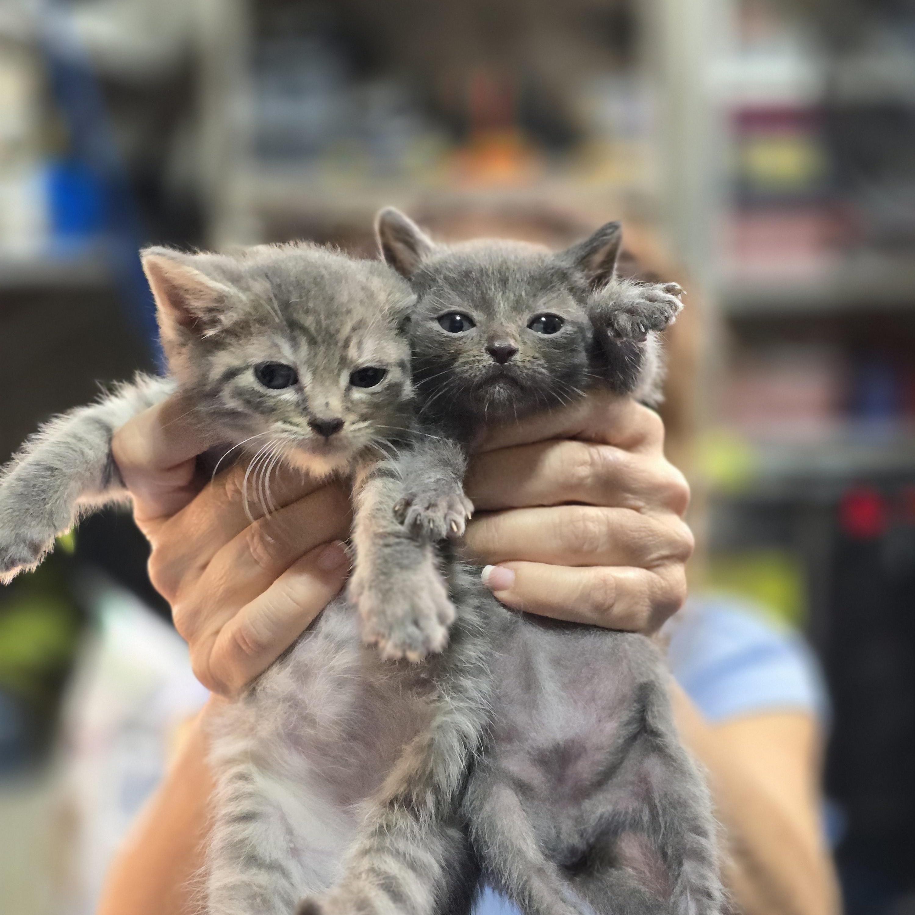 Enlarge Midge, Tabitha, Noelle, Nina, Nicholas, Matthew, a Adoptable Domestic Short Hair in Woodbridge, NJ image 2/3