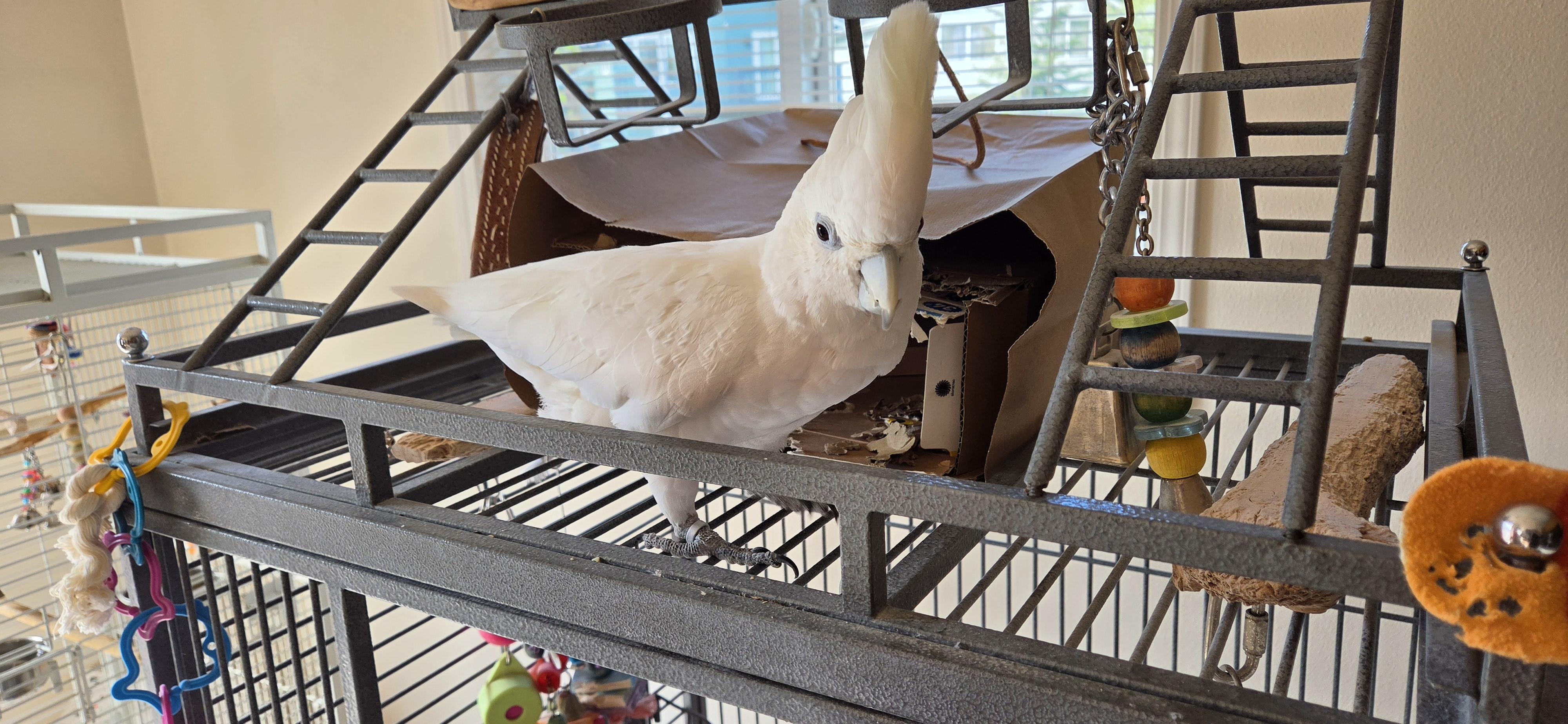 Crybaby (Anchorage), adopted, Adult Female Cockatoo.