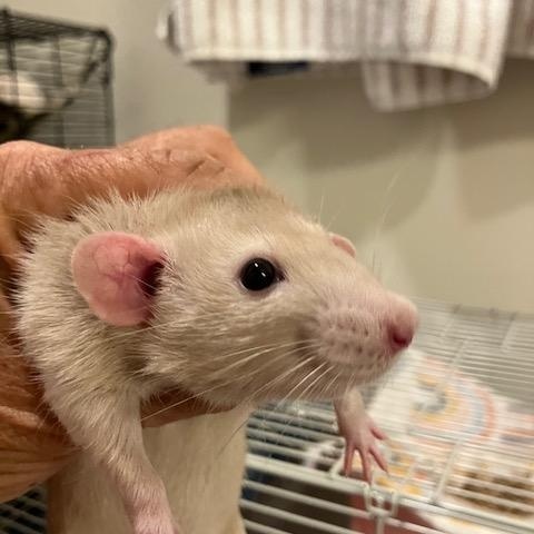 Pets for adoption from Any Rat Rescue | Petfinder