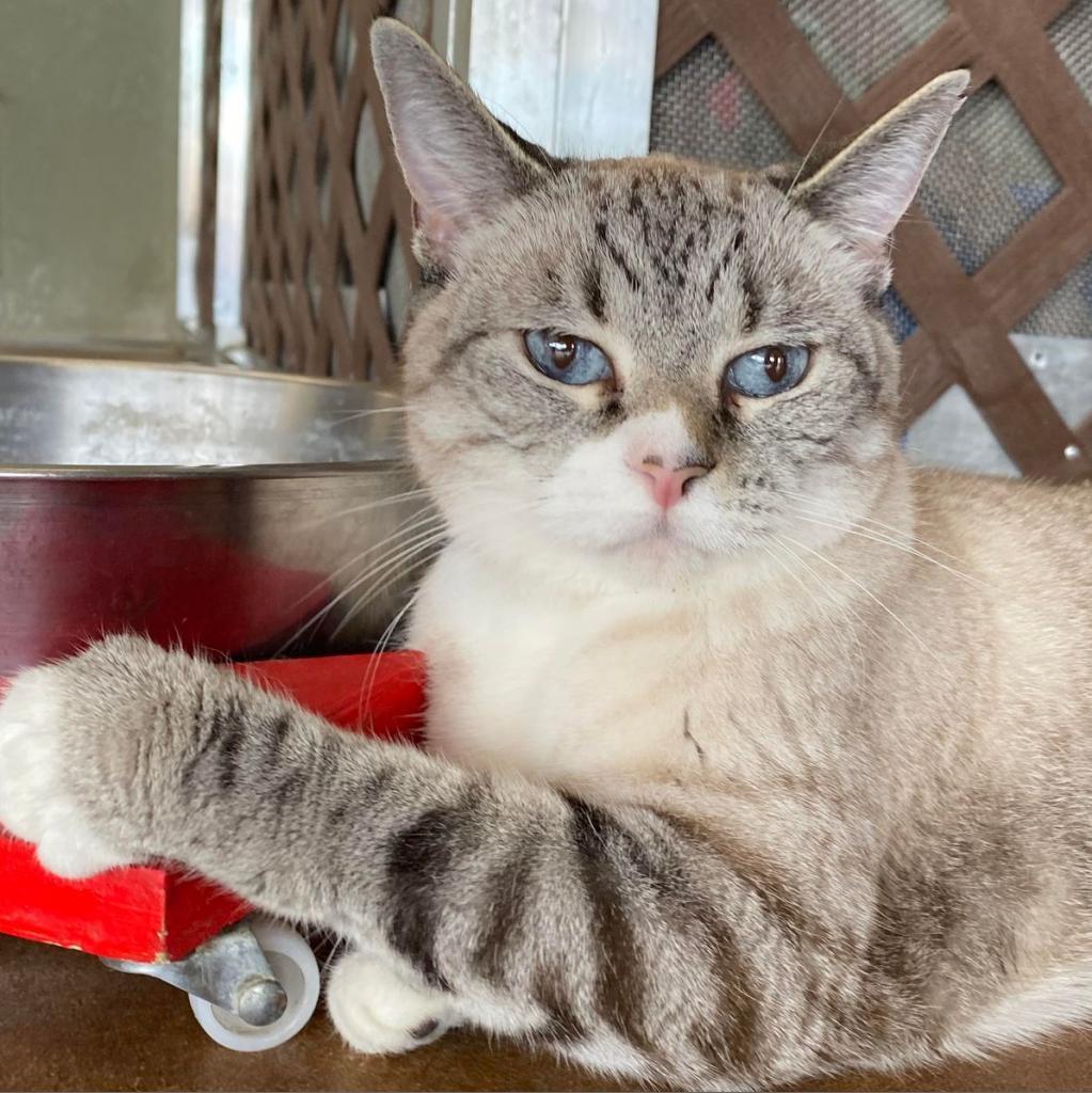 Enlarge Dara, a Adoptable Domestic Short Hair in Tucson, AZ image 1/6