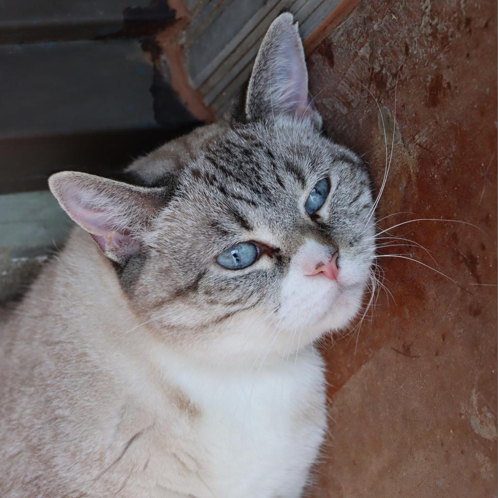 Enlarge Dara, a Adoptable Domestic Short Hair in Tucson, AZ image 2/6