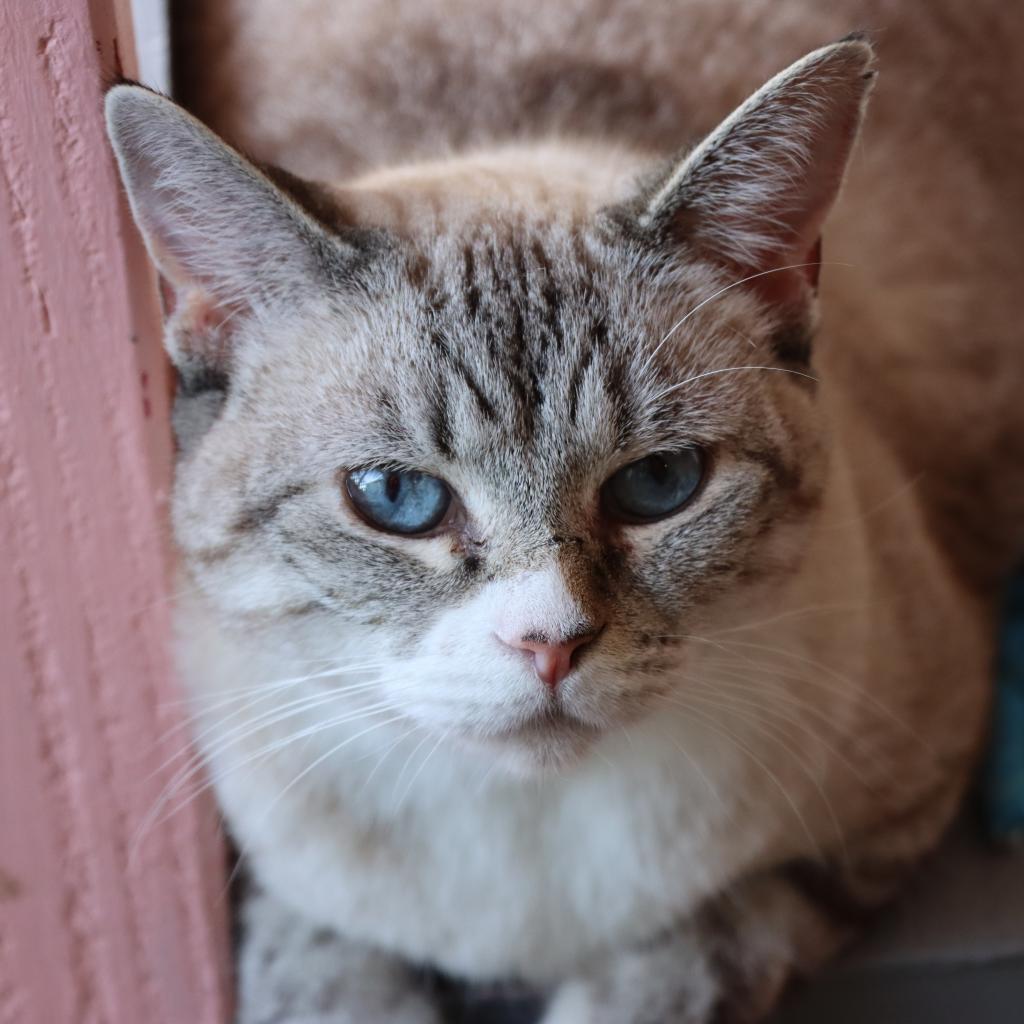 Enlarge Dara, a Adoptable Domestic Short Hair in Tucson, AZ image 3/6