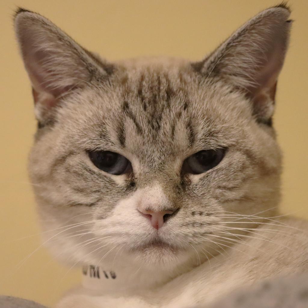 Enlarge Dara, a Adoptable Domestic Short Hair in Tucson, AZ image 4/6