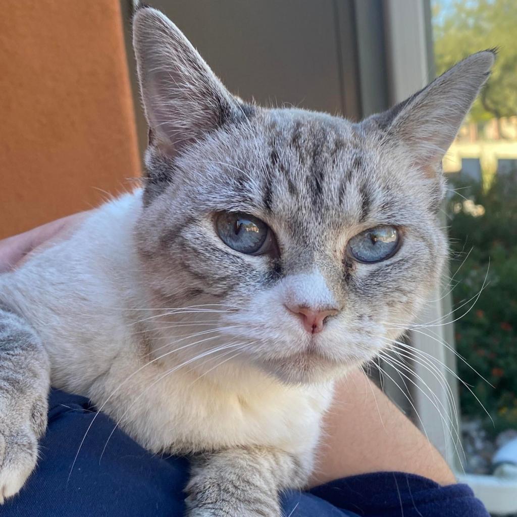 Enlarge Dara, a Adoptable Domestic Short Hair in Tucson, AZ image 5/6