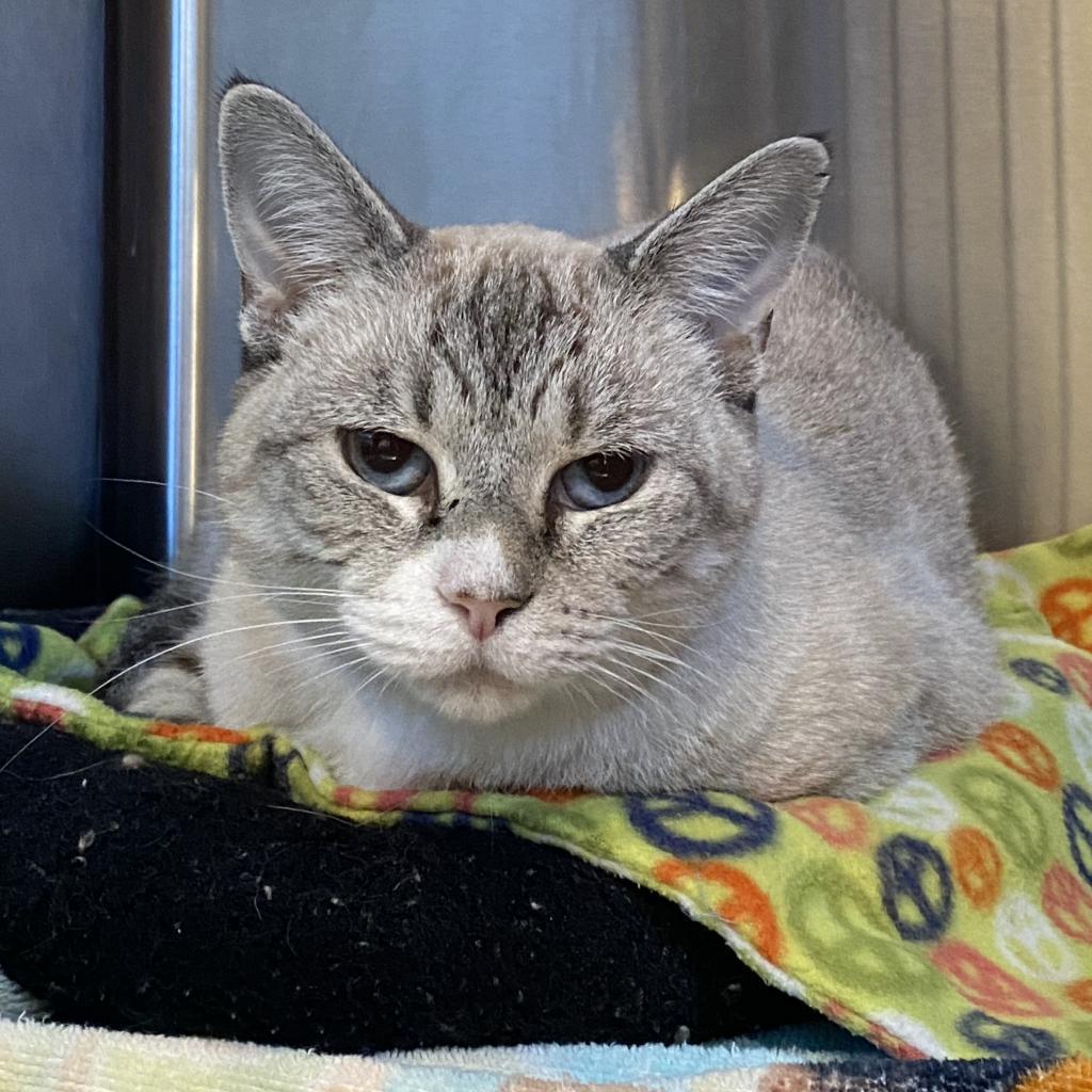 Enlarge Dara, a Adoptable Domestic Short Hair in Tucson, AZ image 6/6