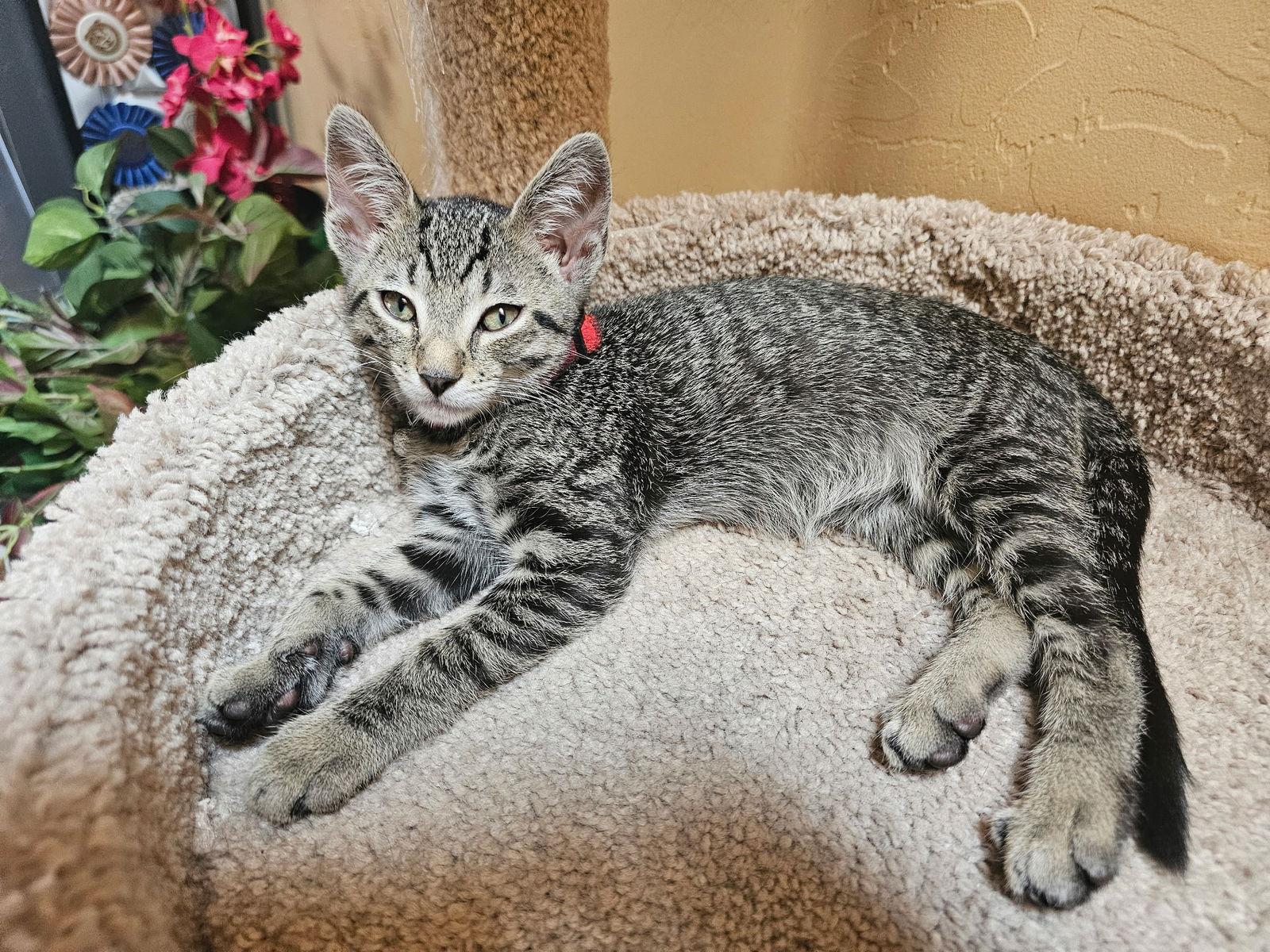 Ezra, Adopted, Young Female Domestic Short Hair.