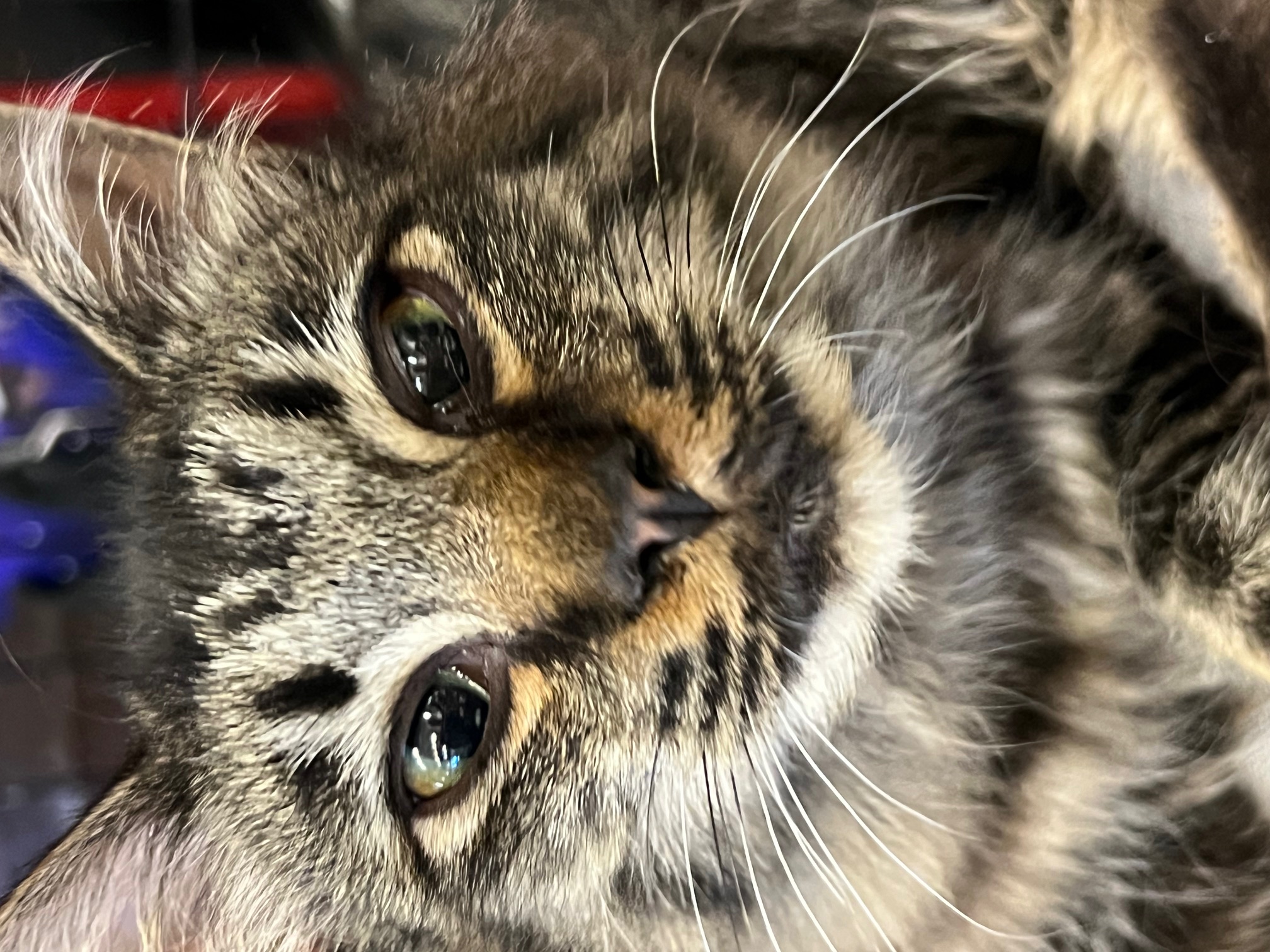 Enlarge LILAC, a Adopted mixed breed in Kalama, WA image 1/4