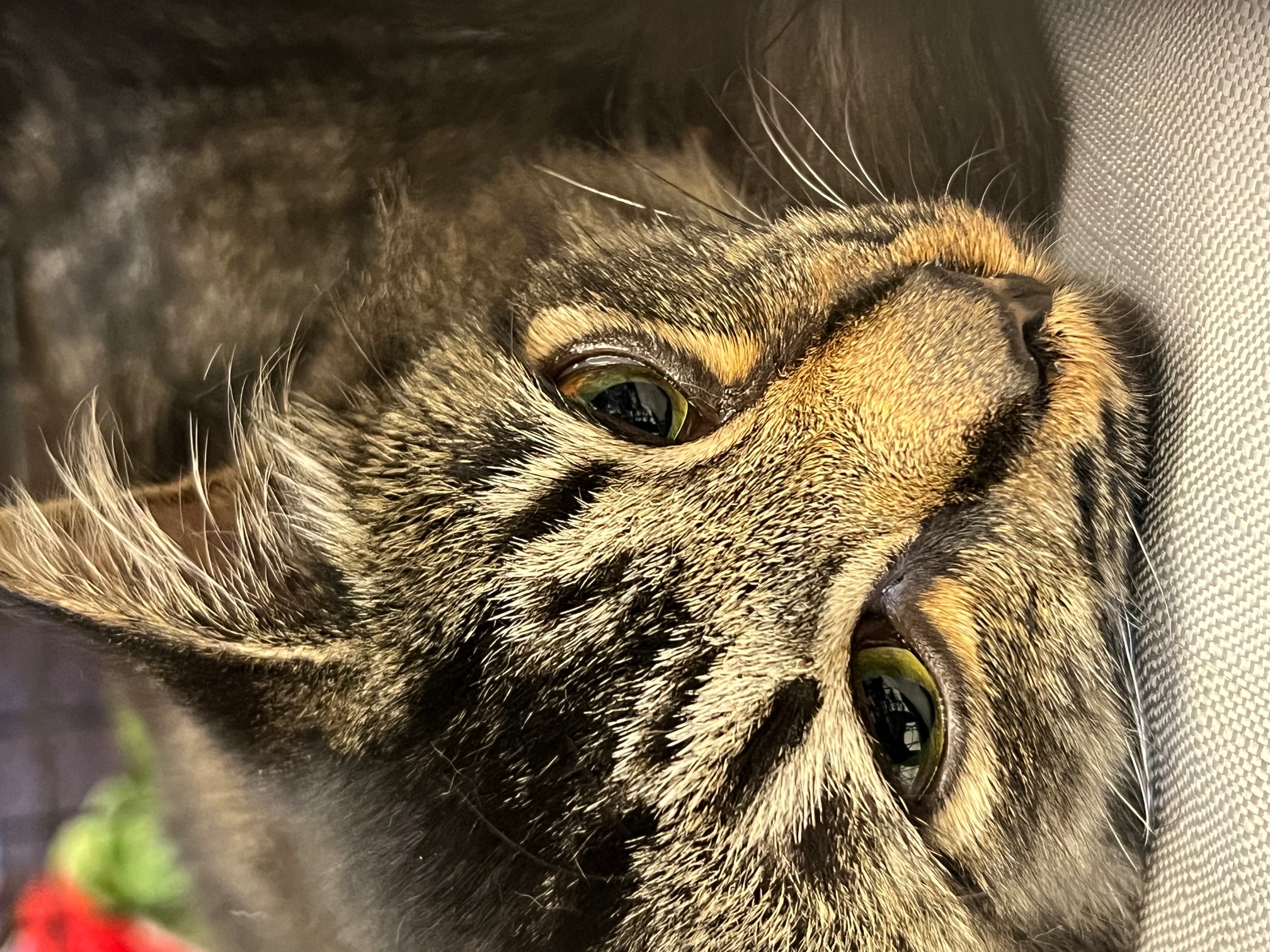 Enlarge LILAC, a Adopted mixed breed in Kalama, WA image 2/4