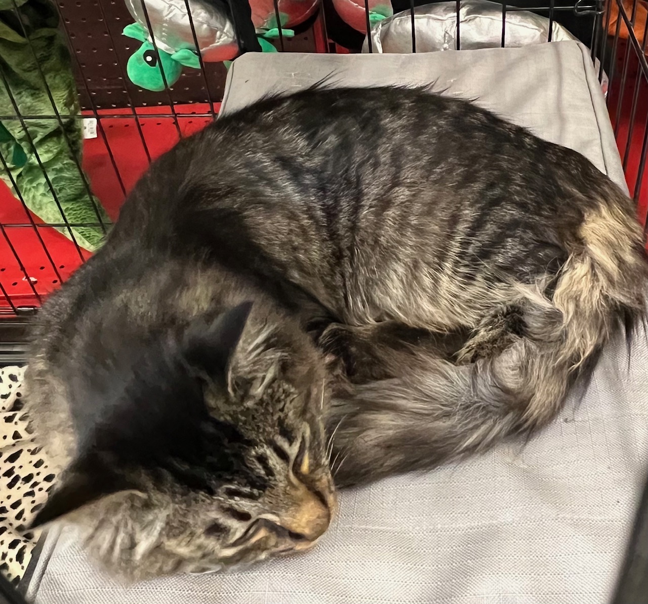 Enlarge LILAC, a Adopted mixed breed in Kalama, WA image 3/4