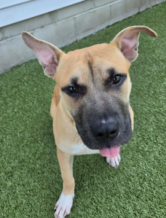 Ben, Adoptable, Puppy Male Pit Bull Terrier & Boxer.