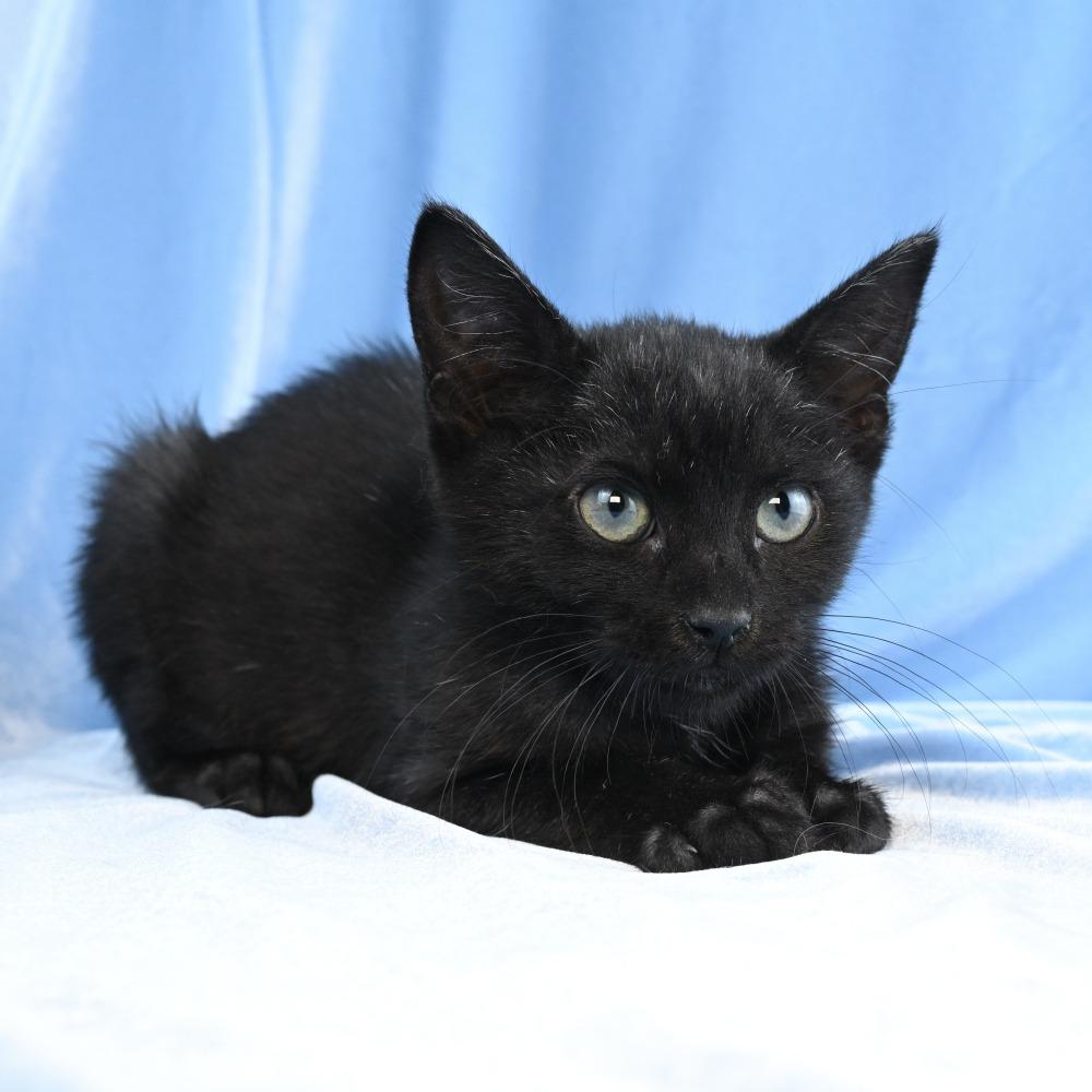Enlarge Baby Bug, a Adoptable Domestic Medium Hair in Mobile, AL image 1/6