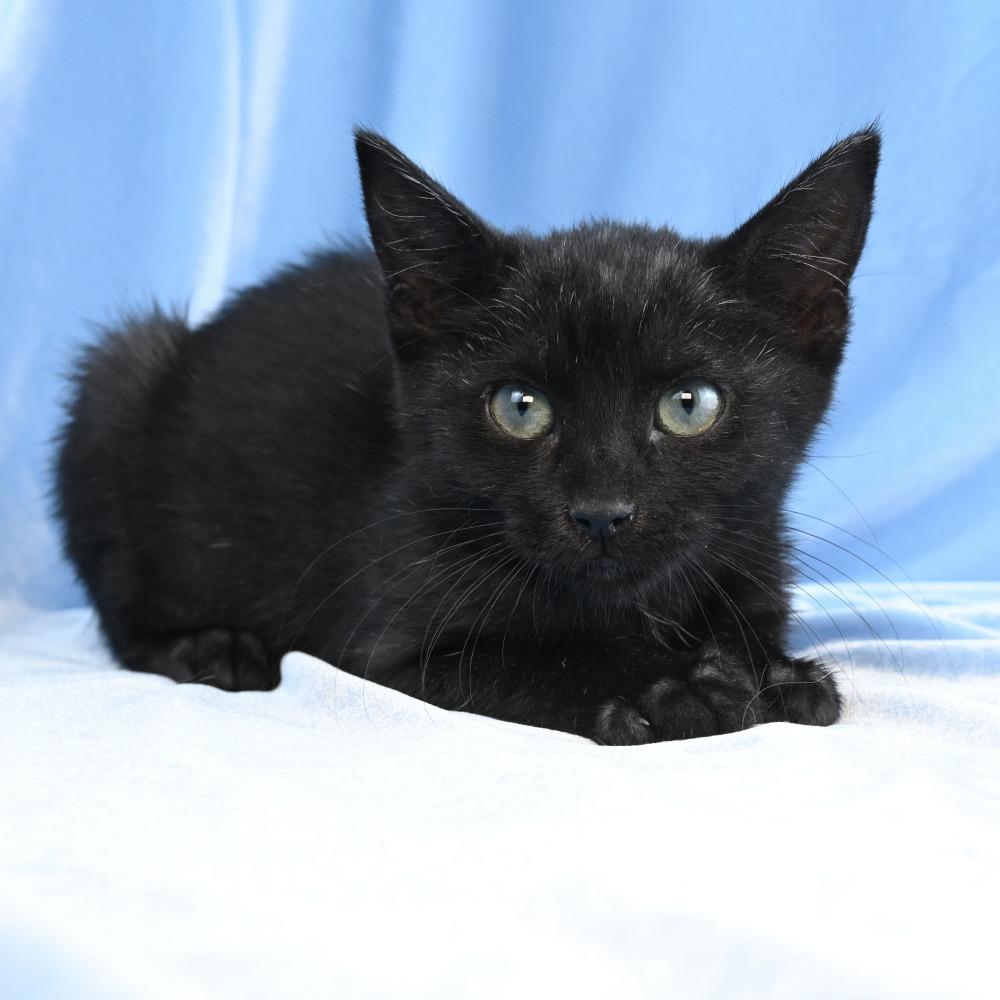 Enlarge Baby Bug, a Adoptable Domestic Medium Hair in Mobile, AL image 2/6
