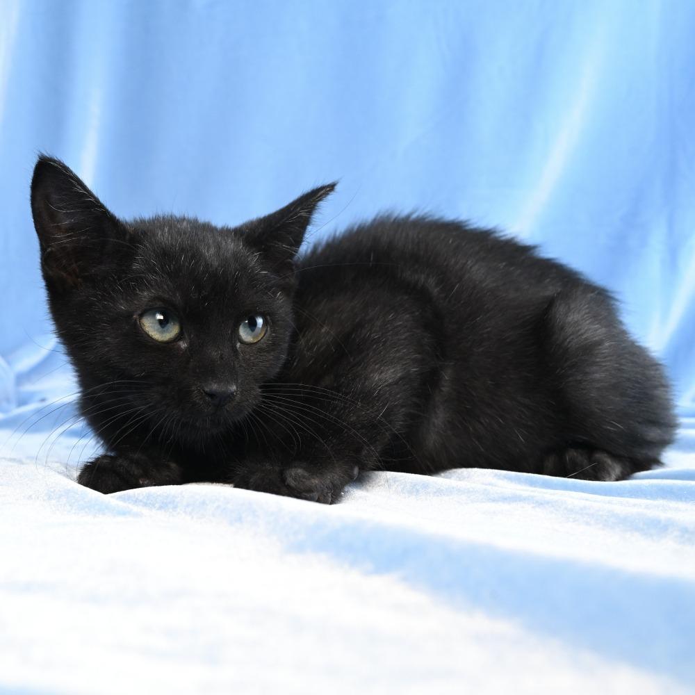 Enlarge Baby Bug, a Adoptable Domestic Medium Hair in Mobile, AL image 3/6