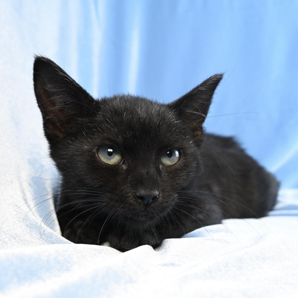 Enlarge Baby Bug, a Adoptable Domestic Medium Hair in Mobile, AL image 4/6