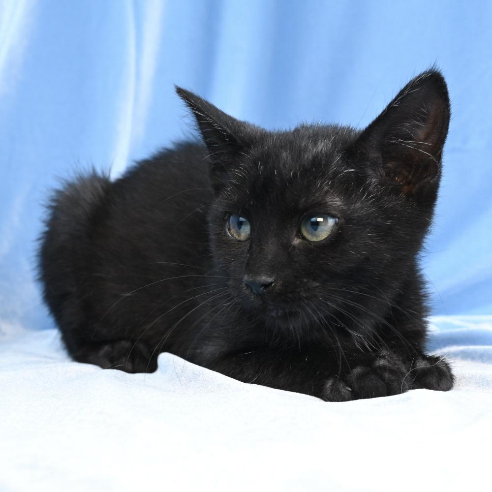 Enlarge Baby Bug, a Adoptable Domestic Medium Hair in Mobile, AL image 5/6