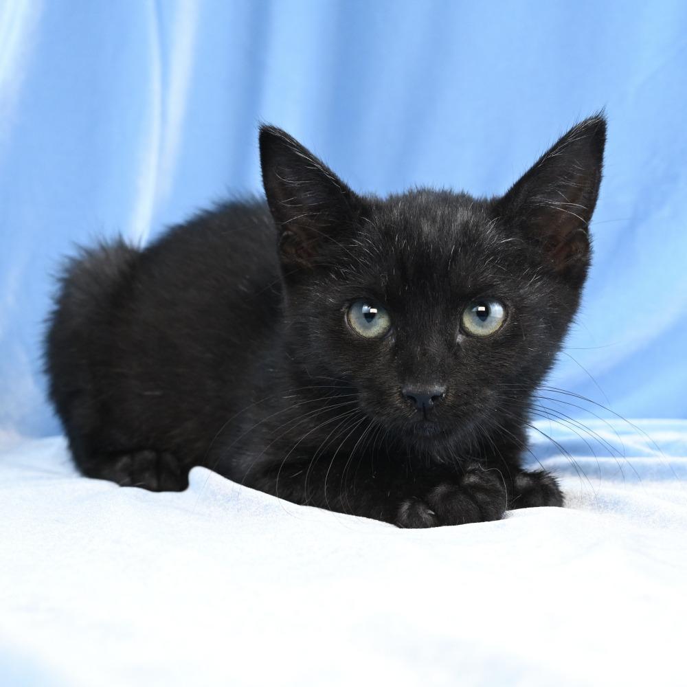 Enlarge Baby Bug, a Adoptable Domestic Medium Hair in Mobile, AL image 6/6