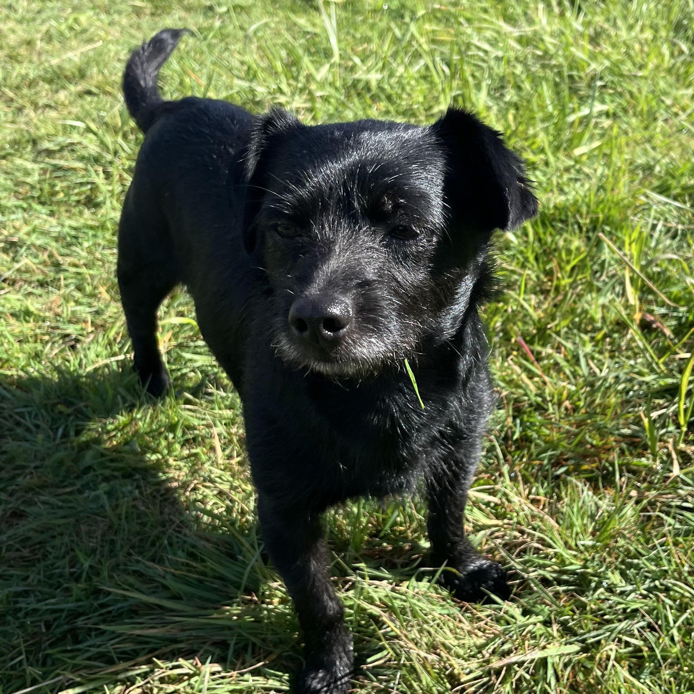 Mr. Wonderful Mo, Adoptable, Young Male Wirehaired Terrier & Terrier.