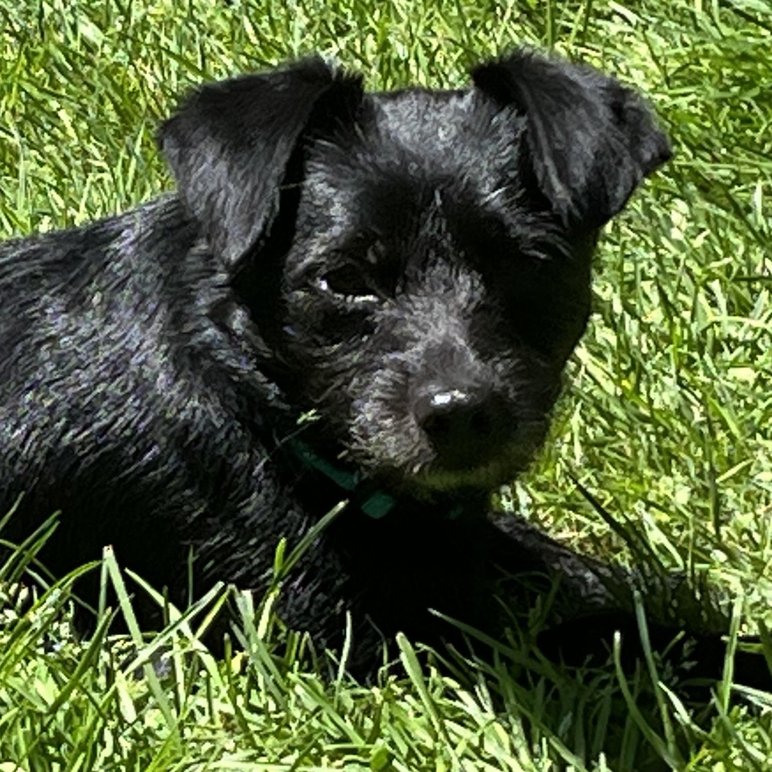 Mr. Wonderful Mo, a Adoptable mixed breed in Vancouver, BC image 3/6