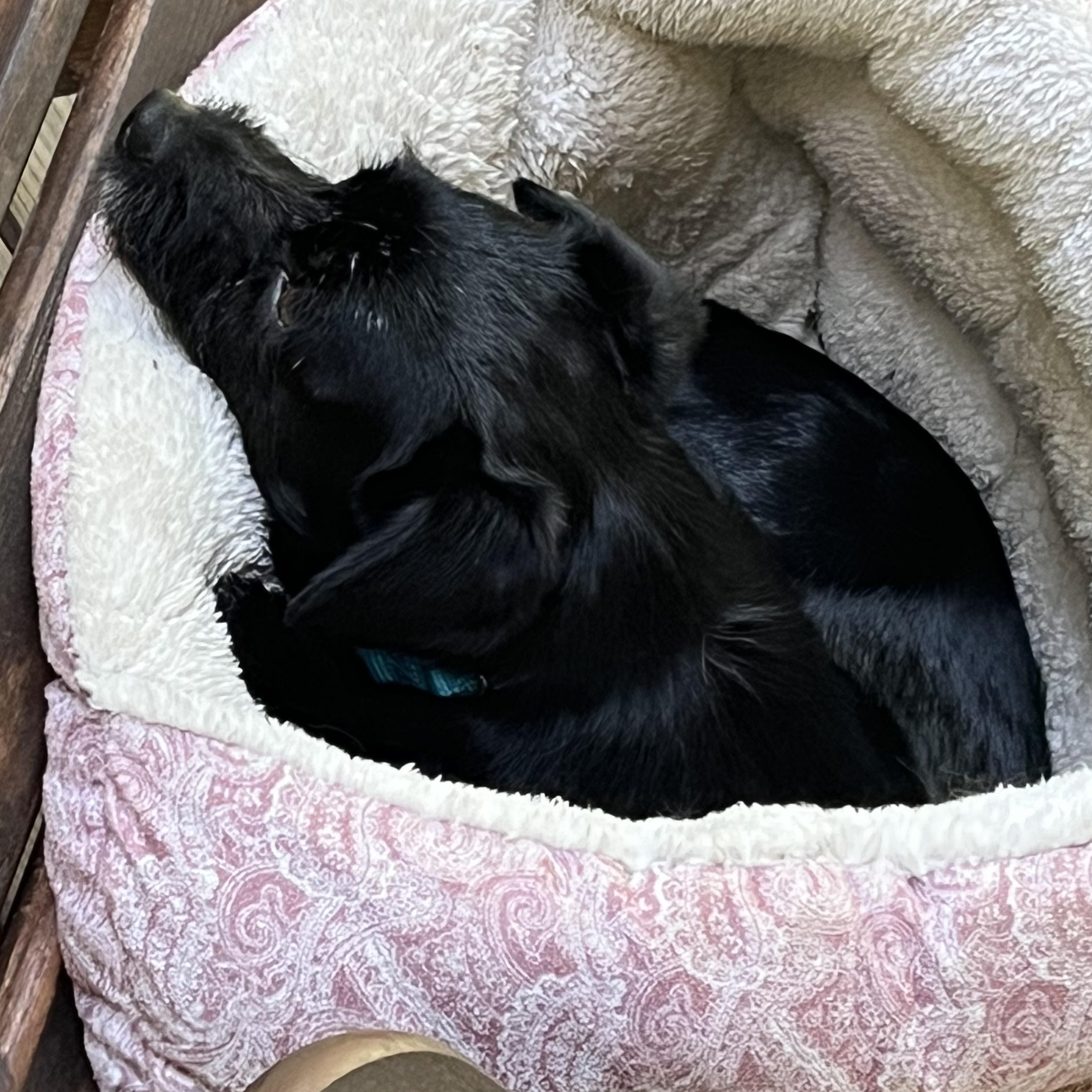 Mr. Wonderful Mo, a Adoptable mixed breed in Vancouver, BC image 6/6