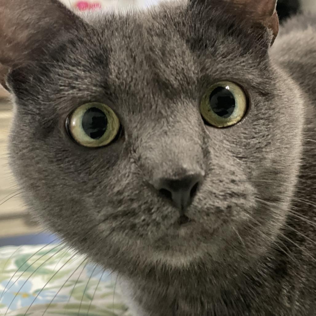 Cannoli, Adoptable, Senior Female Domestic Short Hair.