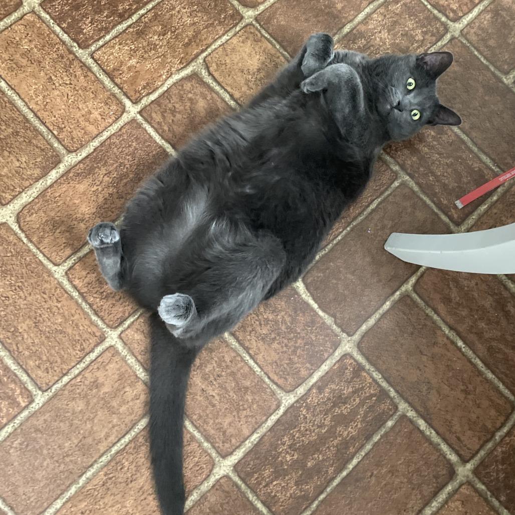 Enlarge Cannoli, a Adoptable Domestic Short Hair in Harrisonburg, VA image 2/5