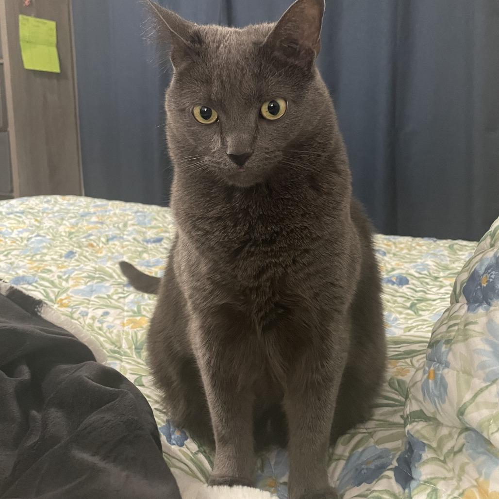 Enlarge Cannoli, a Adoptable Domestic Short Hair in Harrisonburg, VA image 3/5