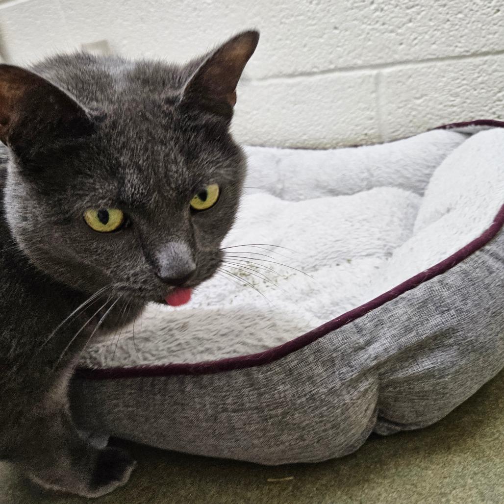 Enlarge Cannoli, a Adoptable Domestic Short Hair in Harrisonburg, VA image 4/5